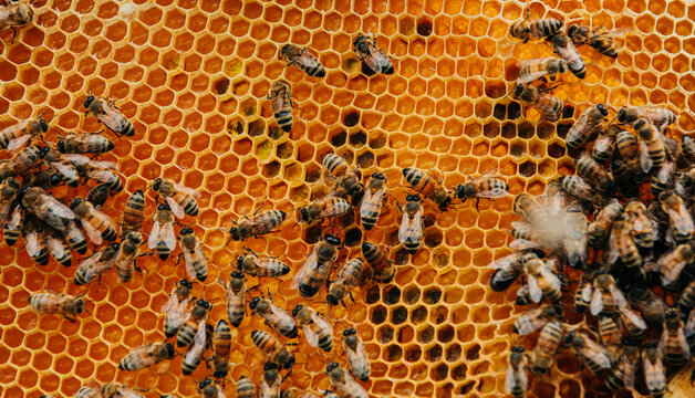 Closeup of worker bees on a honeycomb inside a natural beehive