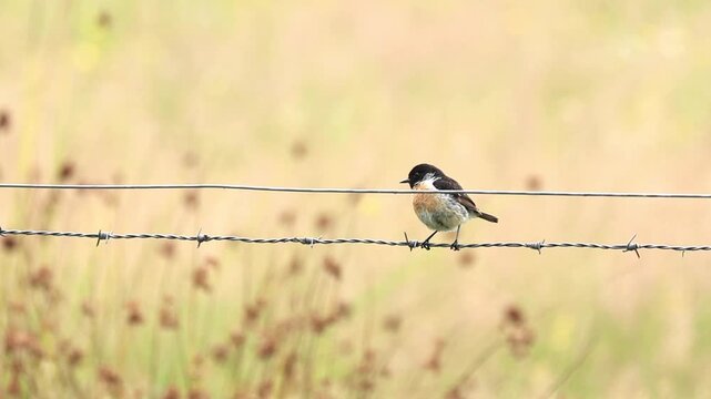 Male European Stonechat on a wire fence, soft orange background, orange-red breast, dark cap, black redstart in breeding plumage, songbird on a fence at the edge of a field, Saxicola rubicola
