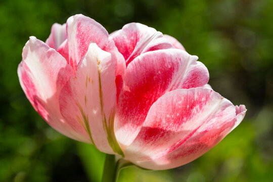 Close up of a pink blooming tulip outdoors
