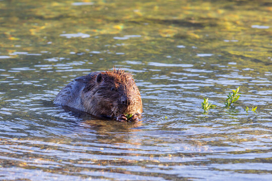 Wild beaver eating a plant in shallow water