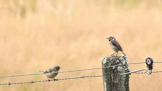 european stonechat chick and parent on a wire fence, soft orange background, male european stonechat, young begging for food, songbird on a fence at the edge of a field, Saxicola rubicola