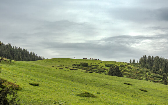 Landscape Kazachstan, Assi, mountain, green, trees, fog, horse, river, flowing, 