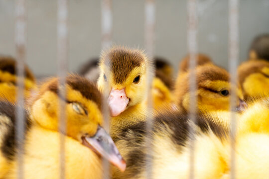 Muscovy ducklings on a poultry farm