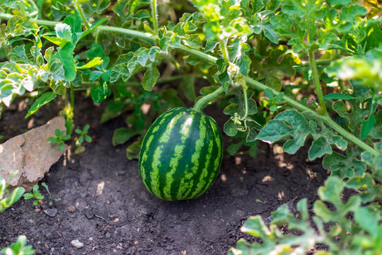 A small striped green watermelon ripens on the ground among lush leaves and vines in a garden patch on a sunny day