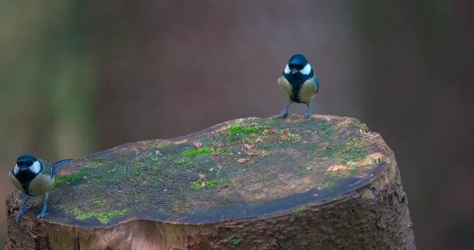 2 great tits can be seen flying at each other and behaving aggressively over food on a tree stump, before flying away.