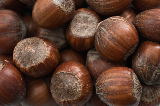 Extreme macro close up of a pile of whole hazelnuts in the shell showing the rounded brown filbert texture, full frame natural food background concept for healthy nutrition, raw nuts and snacking