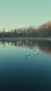 Two white swans glide across mirror-still lake surrounded by autumn forest reflections in Wisconsin at dusk