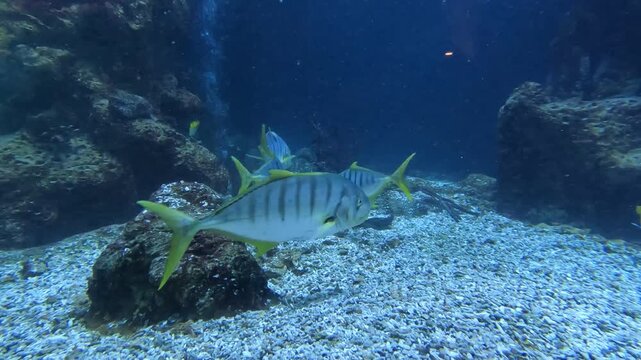 A group of yellow and silver striped golden trevally fish swimming together past tank rocks in a clear blue public marine aquarium exhibition.