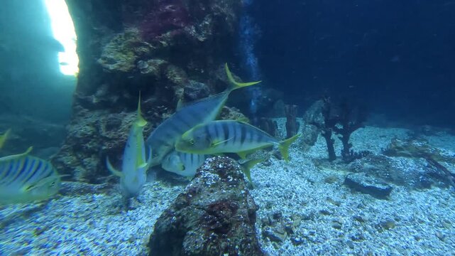 A group of yellow and silver striped golden trevally fish swimming together past tank rocks in a clear blue public marine aquarium exhibition.