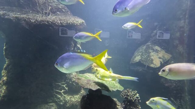 Blue and yellow tail fusilier fish swimming together through tank water in a public marine aquarium exhibition.