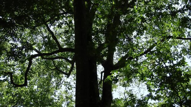 木漏れ日と揺れる木の葉：大自然の呼吸を感じる大木の枝葉。リラックスや環境保護をテーマにしたシネマティック映像　Green Canopy Swaying in Breeze: Sunlight Filtering Through Leaves, Concept of Peace and Sustainability  撮影日：20260525-1