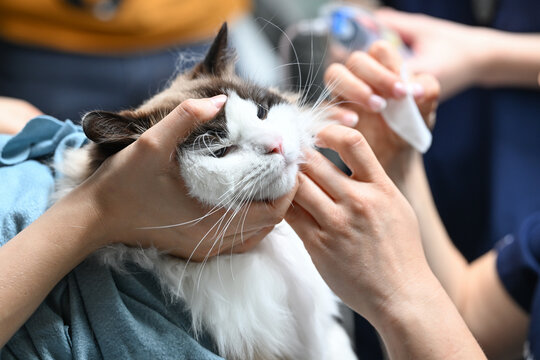  preleve du sang sur les animaux
