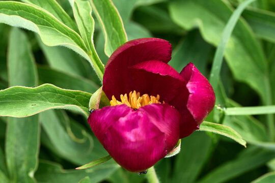 Le fioriture primaverili del Gran Sasso: Narcisi, Peonie, Orchidee, Asfodelo