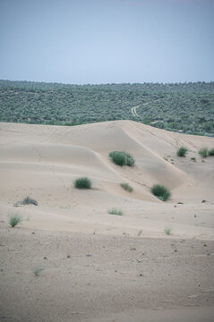 Sand dunes in Jaisalmer, Rajasthan, after sunset, featuring Khejri, Rohida, Babool, and Ker vegetation amid golden sand textures beneath a soft twilight sky in the Thar Deser
