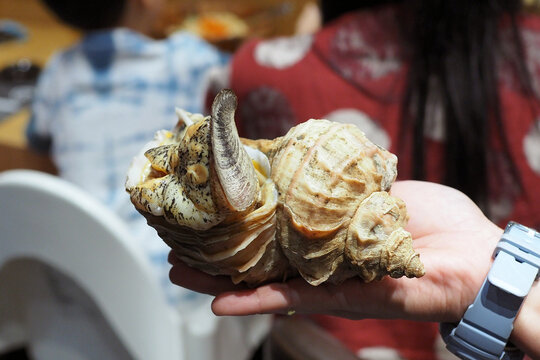 Holding fresh whelk Tsubugai (or Japanese conch shell) for making sashimi in the restuarant.