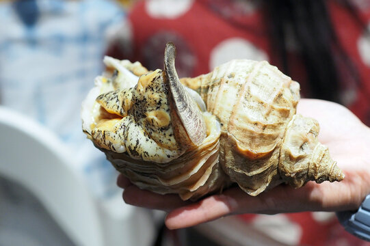 Holding fresh whelk Tsubugai (or Japanese conch shell) for making sashimi in the restuarant.