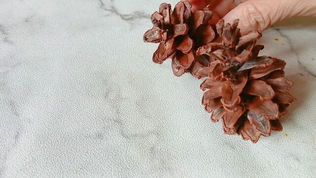 Dried Natural Pine Cones for Copy Space