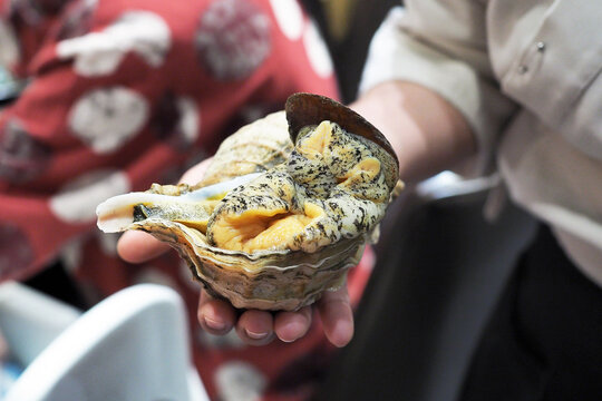 Holding fresh whelk Tsubugai (or Japanese conch shell) for making sashimi in the restuarant.