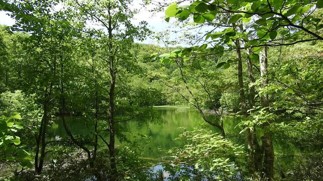 神秘の森と静かな沼：手つかずの自然が残る蔦の森・長沼の風景。マインドフルネスやリラックスをテーマにしたシネマティック映像　Tranquil Forest Pond in Towada-Hachimantai: Virgin Beech Woods Mirroring on Water, Cinematic Nature B-roll  撮影日：20260525-1

