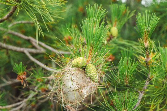 Pine cones and silky pine processionary moth nest on Mediterranean pine branch, close up view of conifer foliage in natural woodland environment