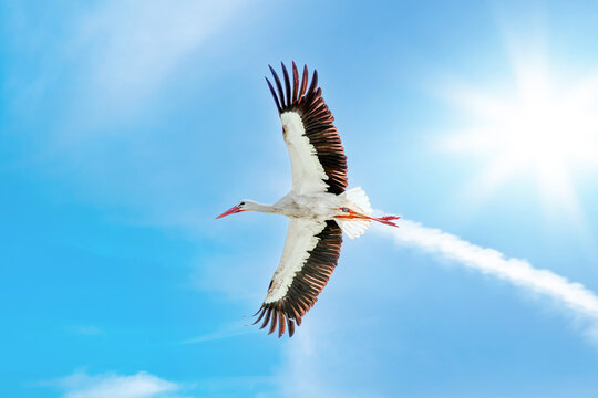 A real white stork (Ciconia ciconia)flying, wings are outstretched against a blue sky. flying and leaving contrail, condensation trail. Bottom view. Rhineland Palatinate, Germany, Palatinate forest
