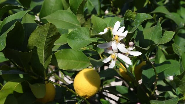 A wasp flies over the flowers of a beautiful lemon tree in spring.