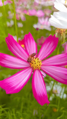 Honey bee gathering nectar on pink cosmos flower © Thanh