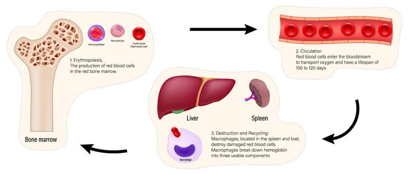 Life cycle of red blood cell diagram. Erythrocytes life cycle. Circulatory System.