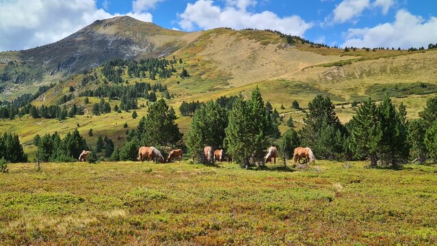 Un troupeau de chevaux de trait en train de brouter dans les champs de myrtilles du Pla de Moun&eacute;gou, au pied du pic de Tarb&eacute;sou (parc naturel r&eacute;gional des Pyr&eacute;n&eacute;es ari&eacute;geoises)
