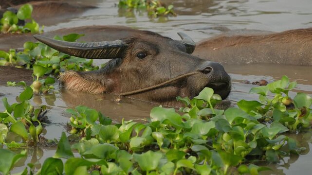 Asian water buffalo in a river in rural vietnam, eating water hyacinths