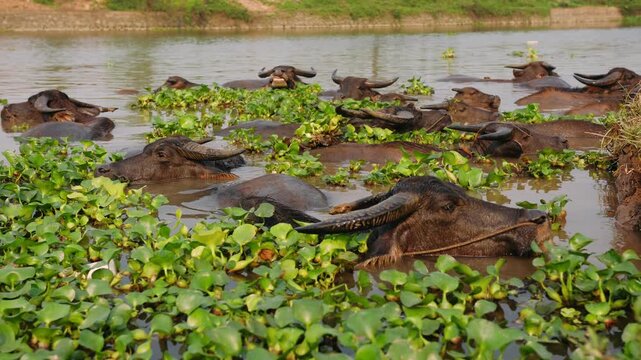 Water buffaloes eating aquatic plants in a river in rural vietnam, enjoying the cool water on a hot day