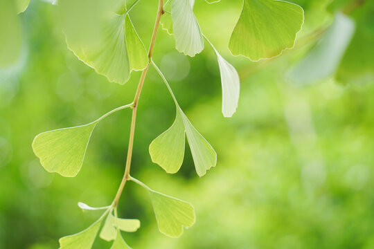 Natural background with leaves of gingko biloba tree
