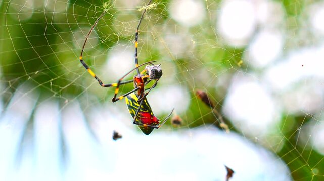 獲物を捕まえた蜘蛛