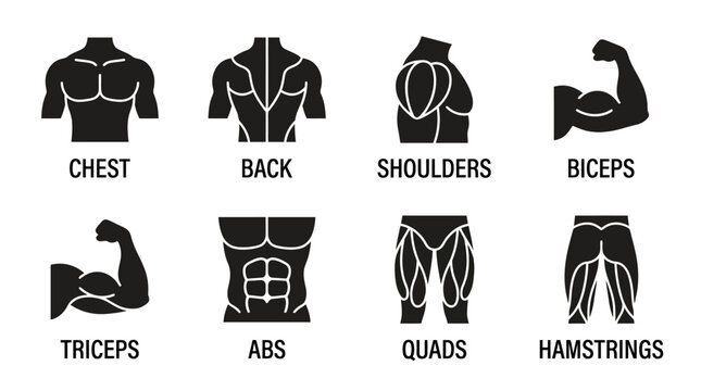 Muscle Group Workout Icons &ndash; Minimal Black and White Design Representing Fitness, Strength, and Body Training for Creative, Athletic, and Educational Projects