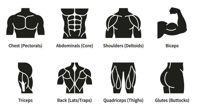 Muscle Group Workout Icons &ndash; Minimal Black and White Design Representing Fitness, Strength, and Body Training for Creative, Athletic, and Educational Projects