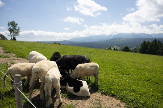 Flock of sheep grazing on a green mountain pasture with a panoramic alpine landscape in the background. Peaceful countryside
