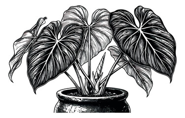 Vintage botanical illustration of a potted philodendron plant, hand drawn tropical houseplant in ceramic pot, black and white engraved vector art © sajida