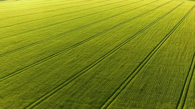 Green wheat field pattern from above, vibrant green grain crop in summer, sustainable agriculture and farming texture concept