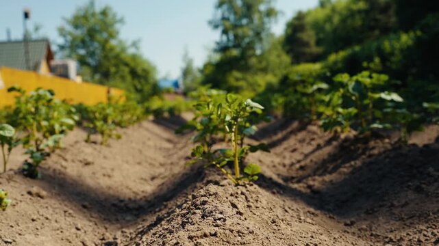 Potato plant seedlings growing in a vegetable garden