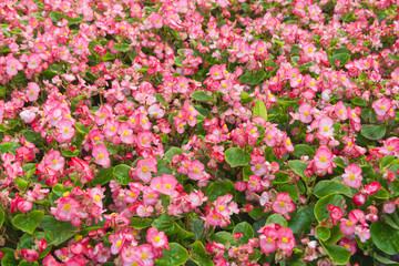Obraz premium a field of pink and white flowers