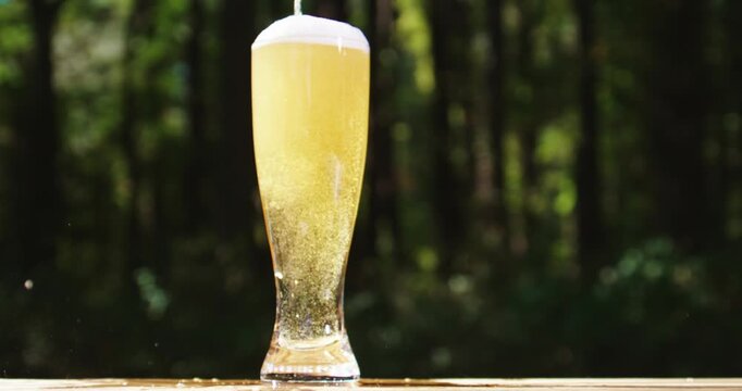 Traditional beer glass. Fresh draft beer with barley. Tasty alcoholic brew beer with natural background. Golden beer poured outdoors. Freshly brewed craft lager bear with foam.