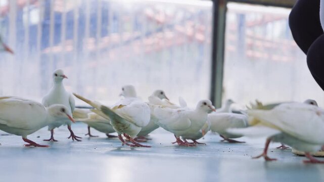 White doves walking indoors near a person