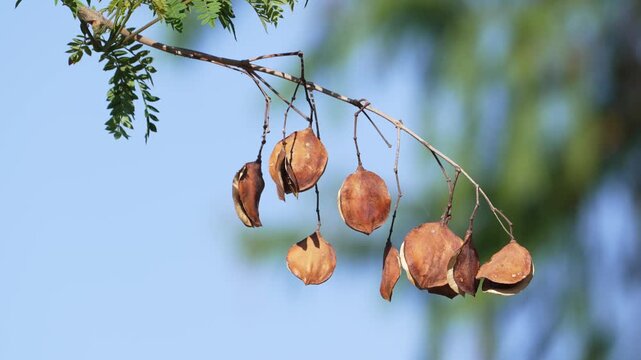Brown Jacaranda seed pods dangle from branches, silhouetted against a clear blue sky. Ideal for nature documentaries or educational content on plant life cycles.