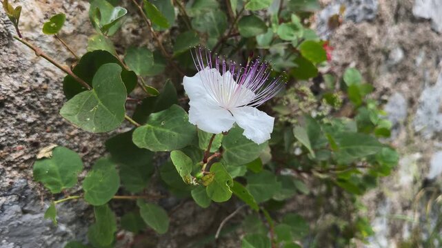 Close Up caper plant (Capparis spinosa) flowering on an old stone wall in Liguria, Italy, close-up of a wild Mediterranean plant.