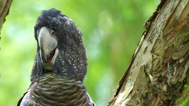 A female Red-tailed Black Cockatoo (Calyptorhynchus banksii) perches on a tree branch in its natural habitat, and looking around the surroundings, close up shot.