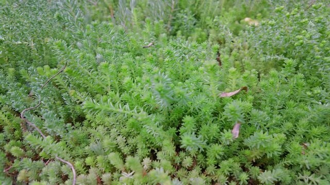 Close up tracking shot of a dense green sedum succulent ground cover mat