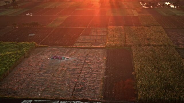 An aerial, golden-hour view capturing the vibrant, patchwork agricultural fields of Luxor, Egypt, at sunrise.