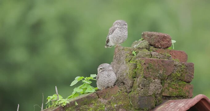 Pair of spotted owlets rest atop a roof, enduring light drizzle on a monsoon morning