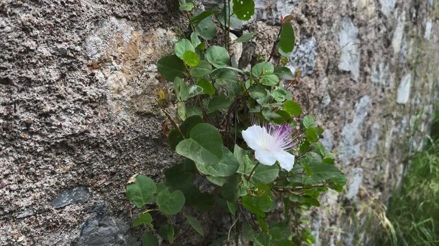Caper plant (Capparis spinosa) growing wild on an old stone wall in Liguria, Italy, with a blooming flower in a Mediterranean coastal setting.
