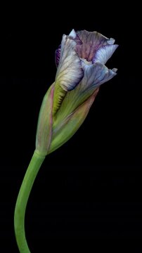 Time lapse of iris flower opening. Spring flower iris blooming on black background.	